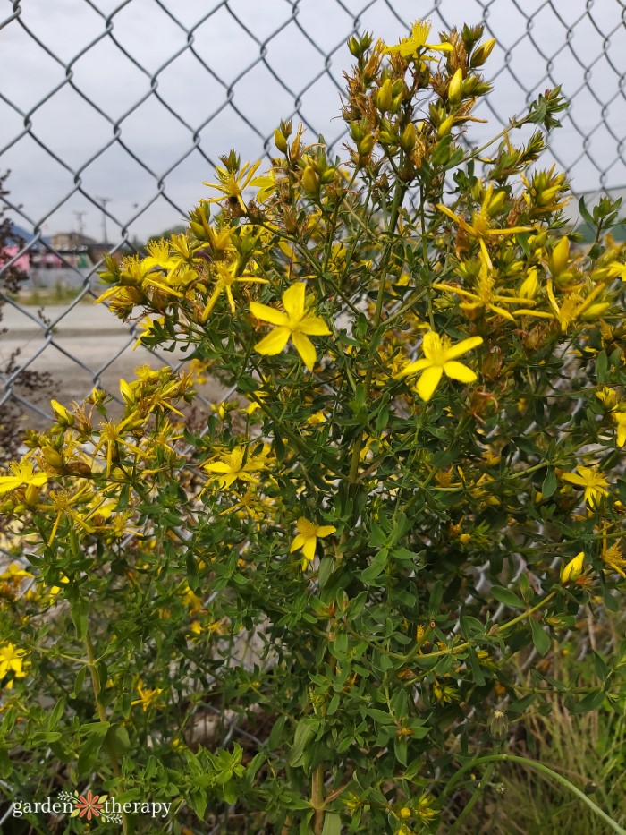 foraging st. john's wort by a chain link fence