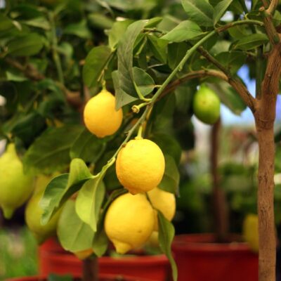lemon tree with several lemons blooming in a cluster