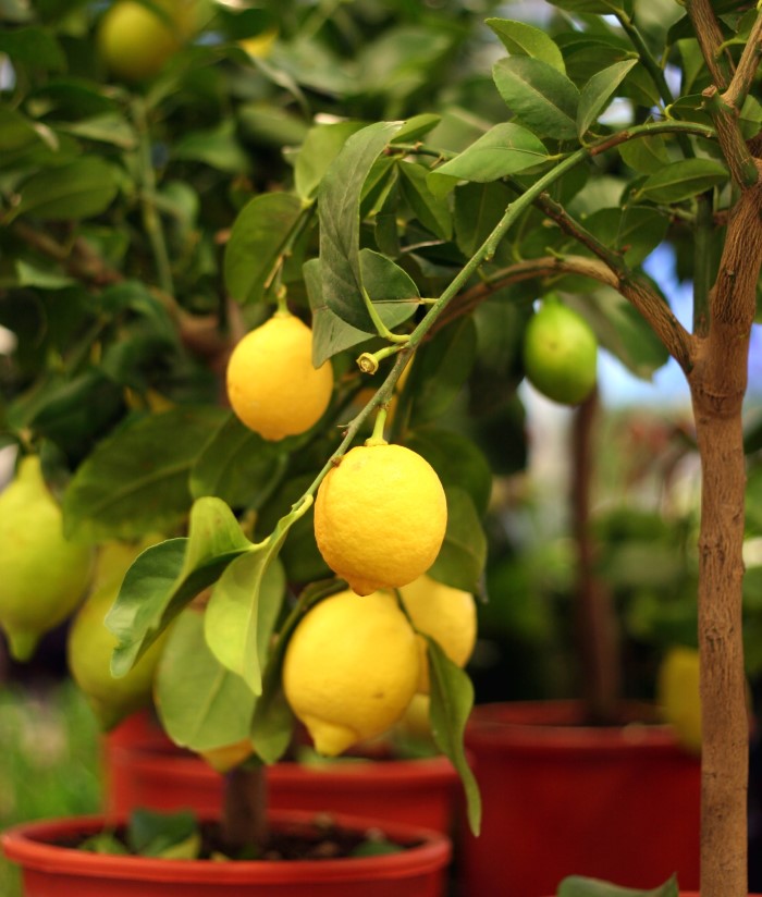 lemon tree with several lemons blooming in a cluster