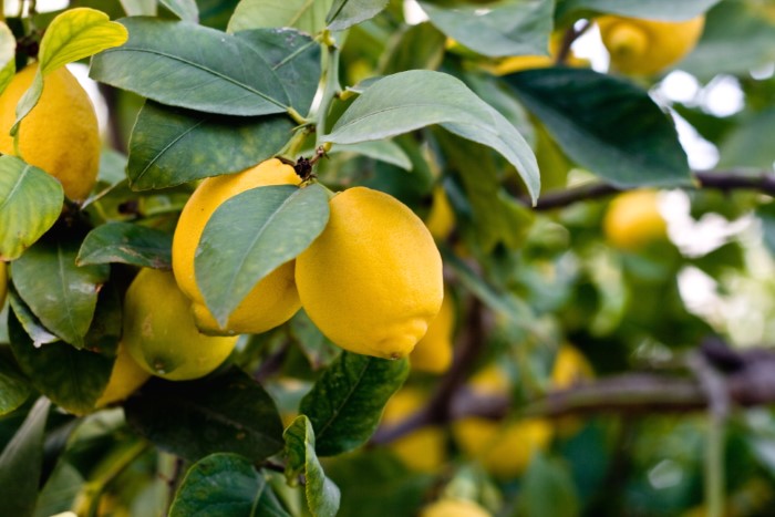 Potted lemon plant on a patio