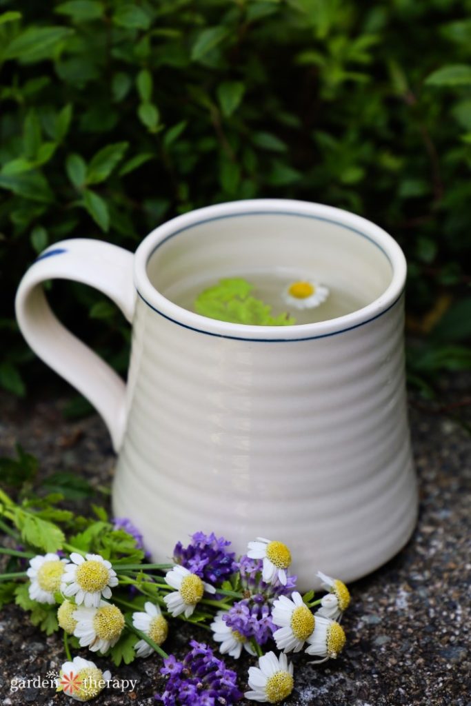 Feverfew tea with dried lavender for headaches