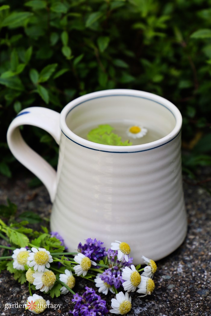 Feverfew Tea