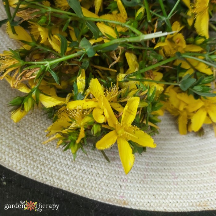 Harvesting st. john's wort in a basket