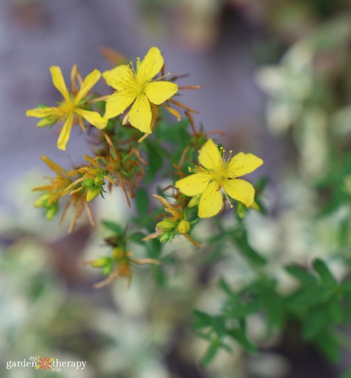 Close up of blooming yellow flowers on the St. John's wort plant