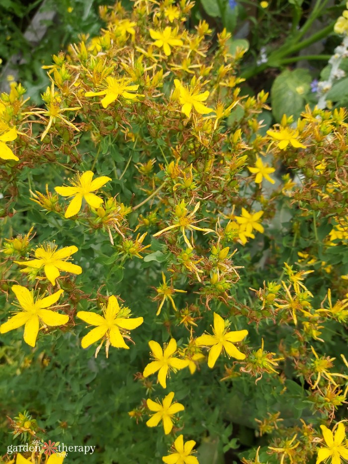 Bush of St. John's Wort edible wildflowers