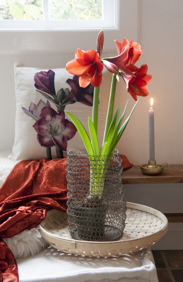 Amaryllis-Bulbs-Blooming-for-Christmas