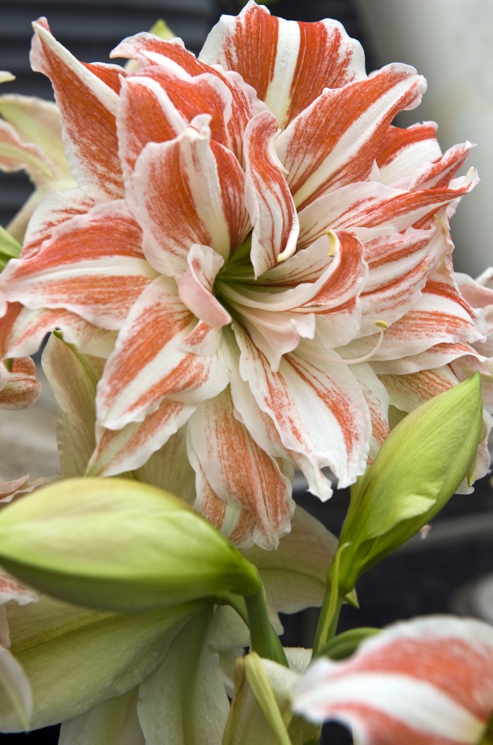 Amaryllis Dancing Queen