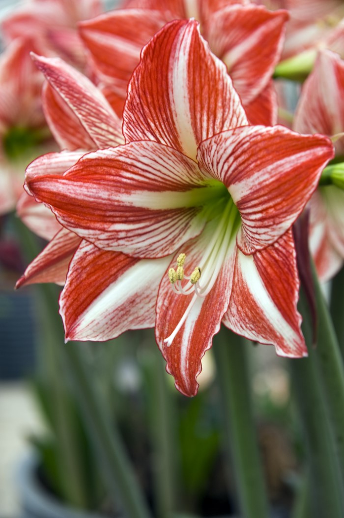 How to Grow an Amaryllis Indoors for Stunning Winter Blooms