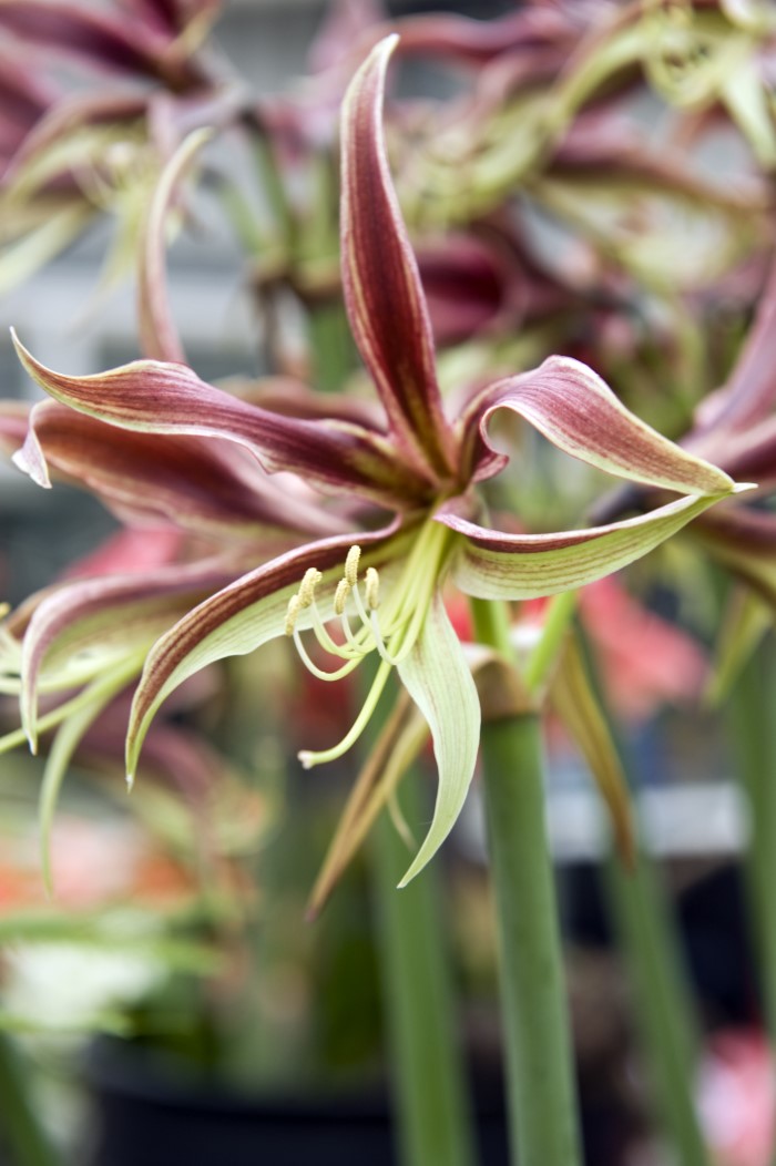 Amaryllis La Paz blooming