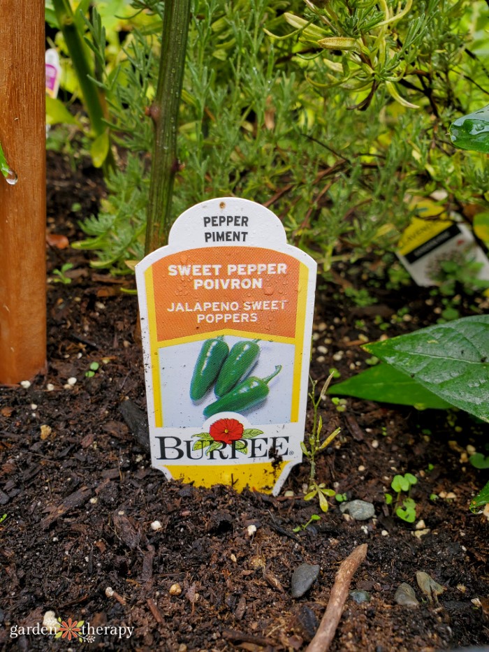 Burpee Jalapeno Sweet Poppers growing in the ground