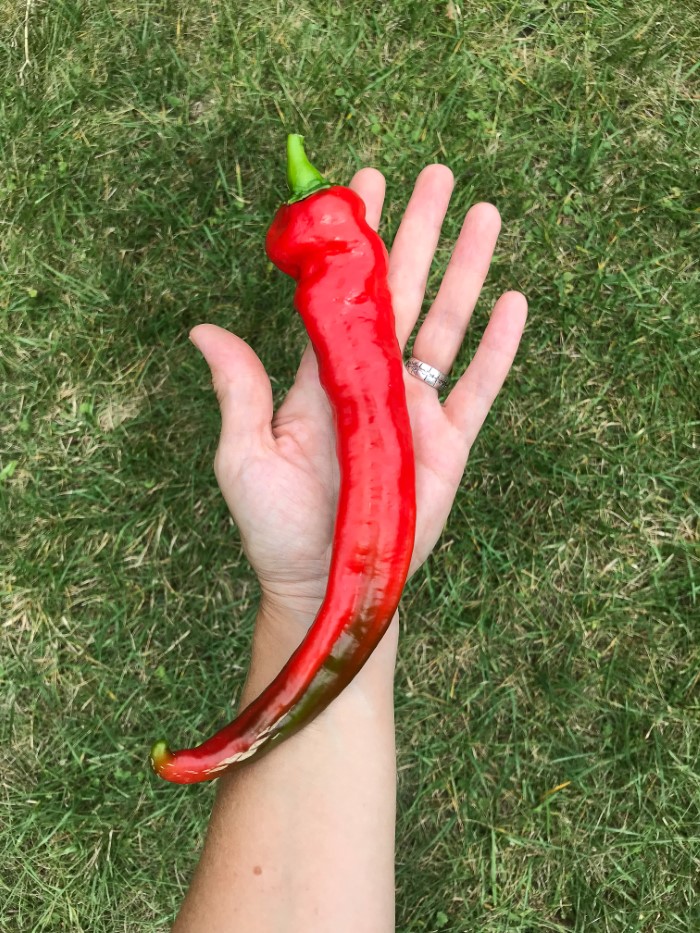 Fresh peppers and their dried counterparts : r/HotPeppers