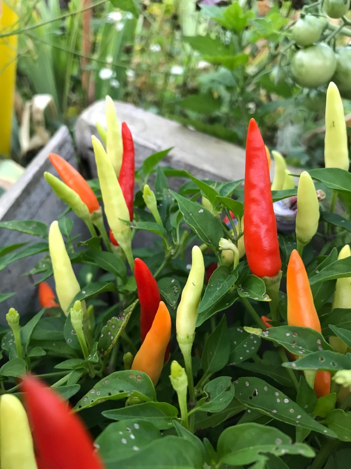 Burpee basket of fire ripe peppers