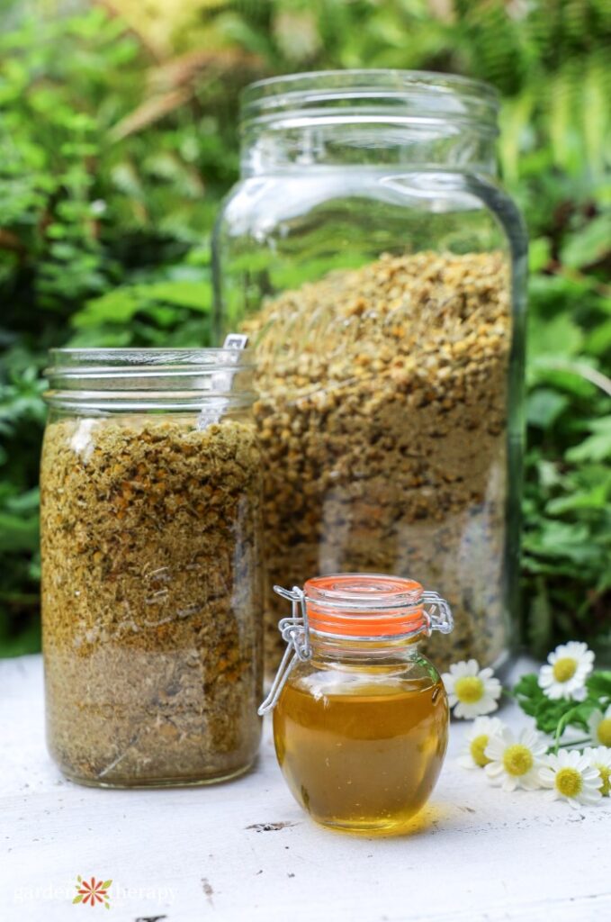 dried chamomile and infused oil for soap making