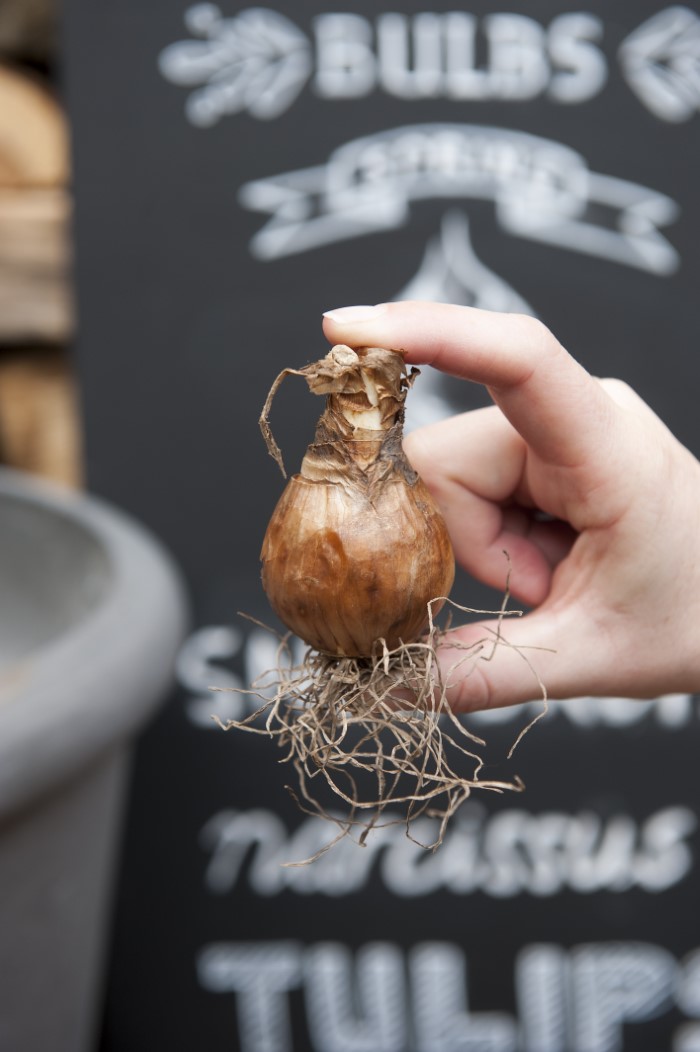 Woman holding a daffodil bulb