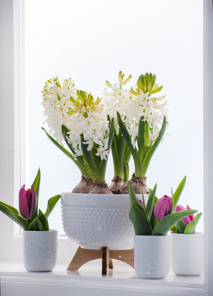 Hyacinthus White Pearl Tulipa Sweet Pink