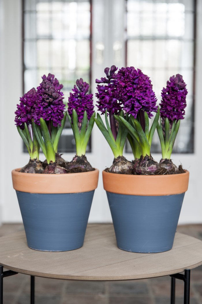 Deep Purple forced Hyacinth bulbs in pots