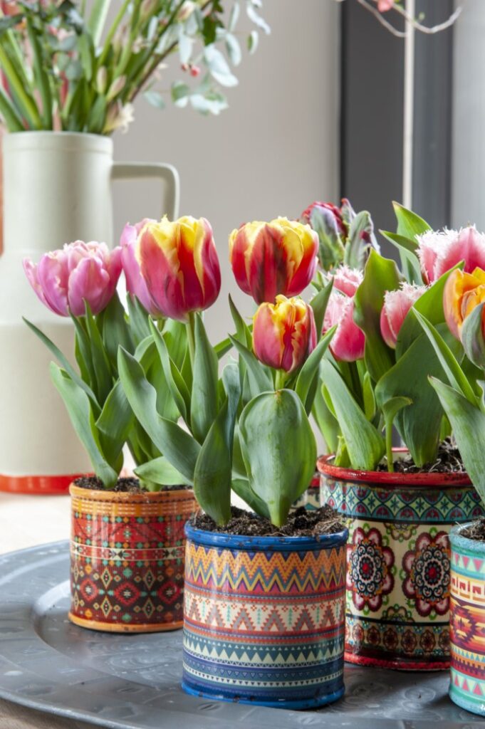 Tulips in colourful pots
