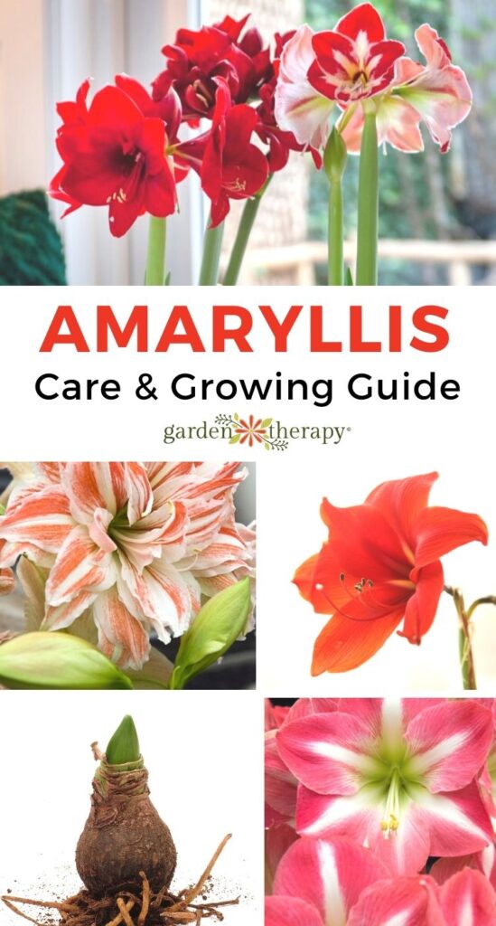 Guide to Amaryllis