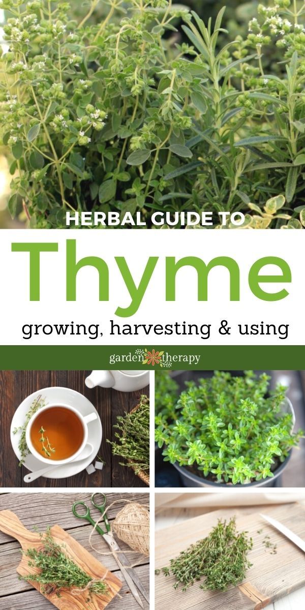 fresh thyme to ground thyme conversion