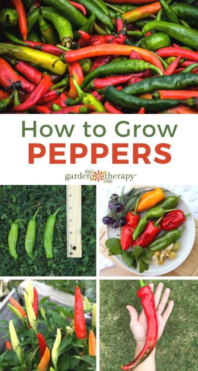 Growing Peppers: Sweet, Spicy + Flavourful! - Garden Therapy