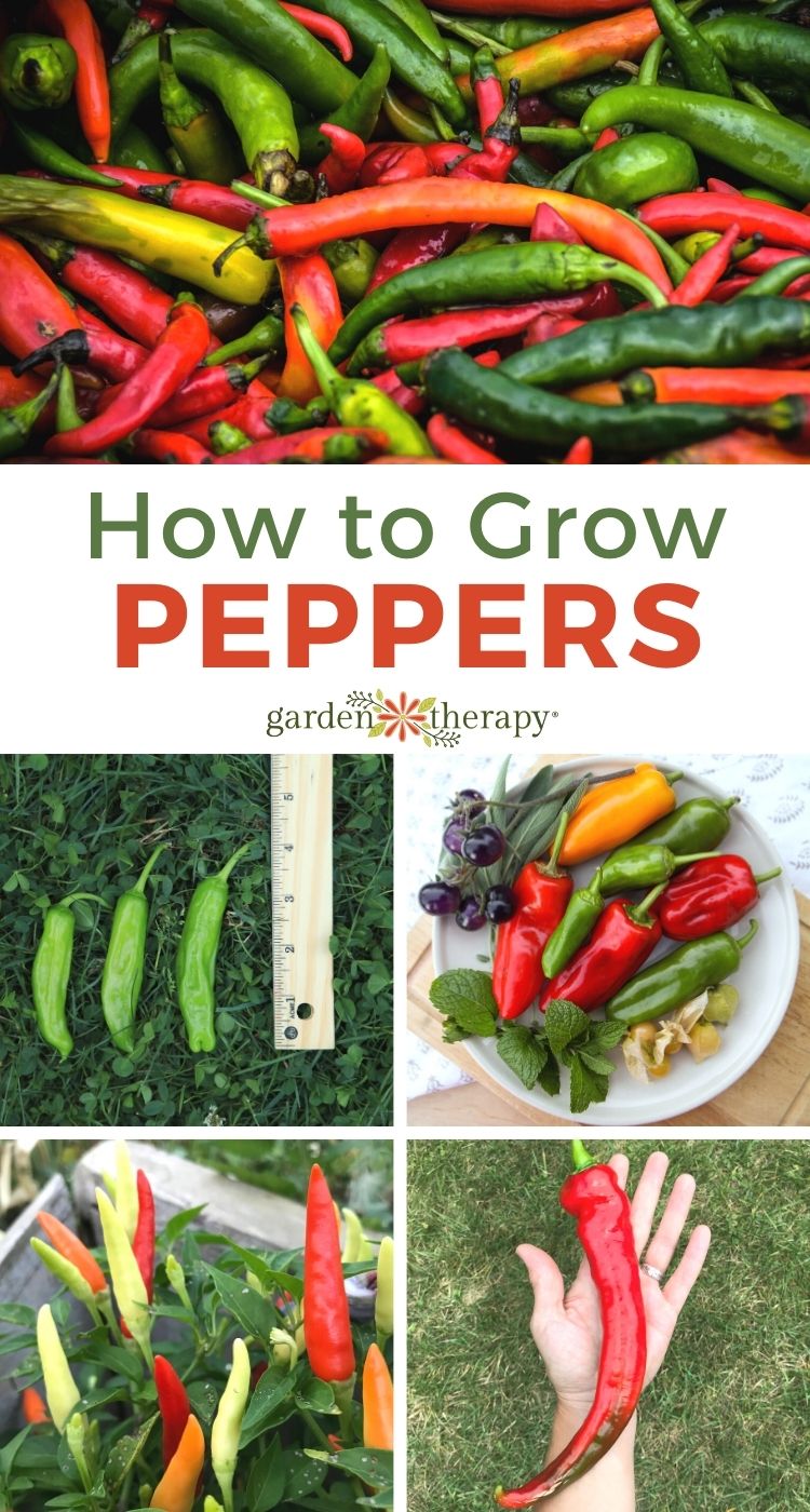 collage showing how to grow peppers 