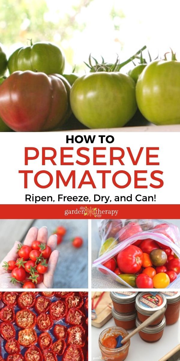 visual showing different ways to preserve a tomato harvest