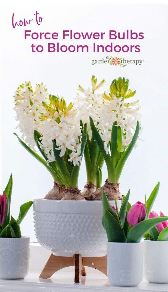 How to force Flower Bulbs to Bloom Indoors