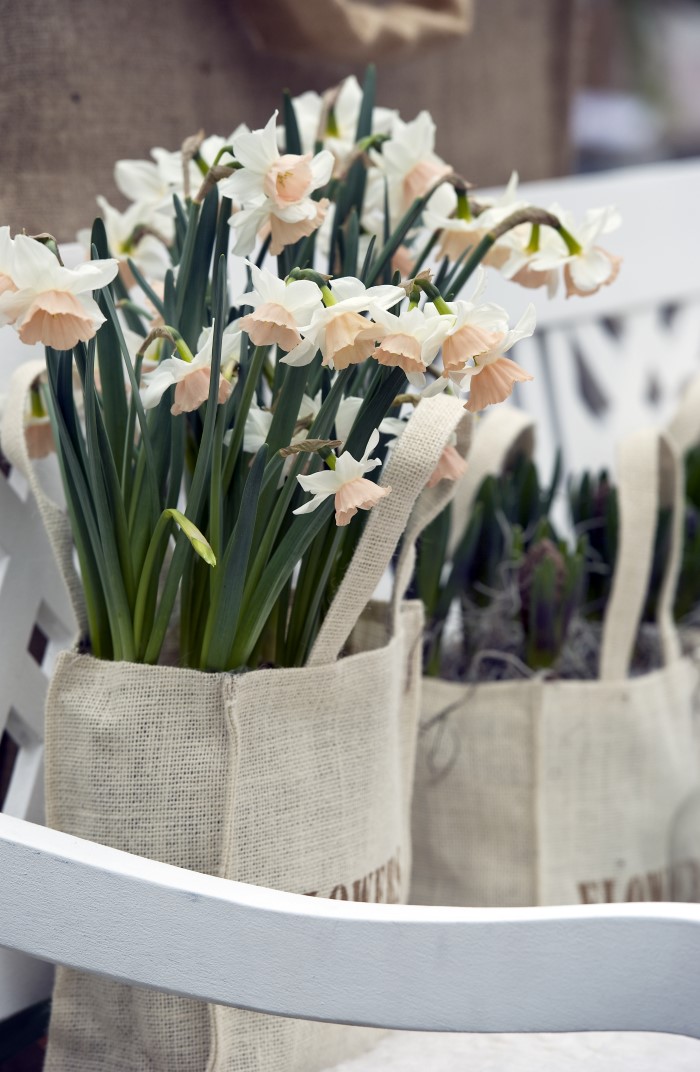 Mini-Narcissus-Daffodils-in-Bags