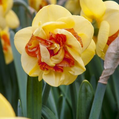Narcissus-Daffodil-Kiwi-Sunset