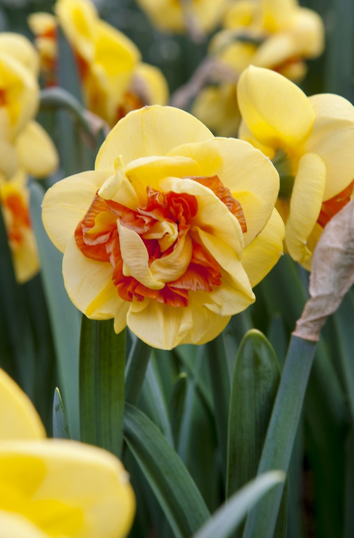 Narcissus Daffodil Kiwi Sunset