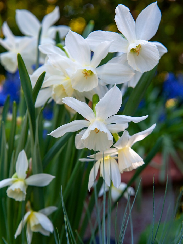 Narcissus Thalia Daffodil