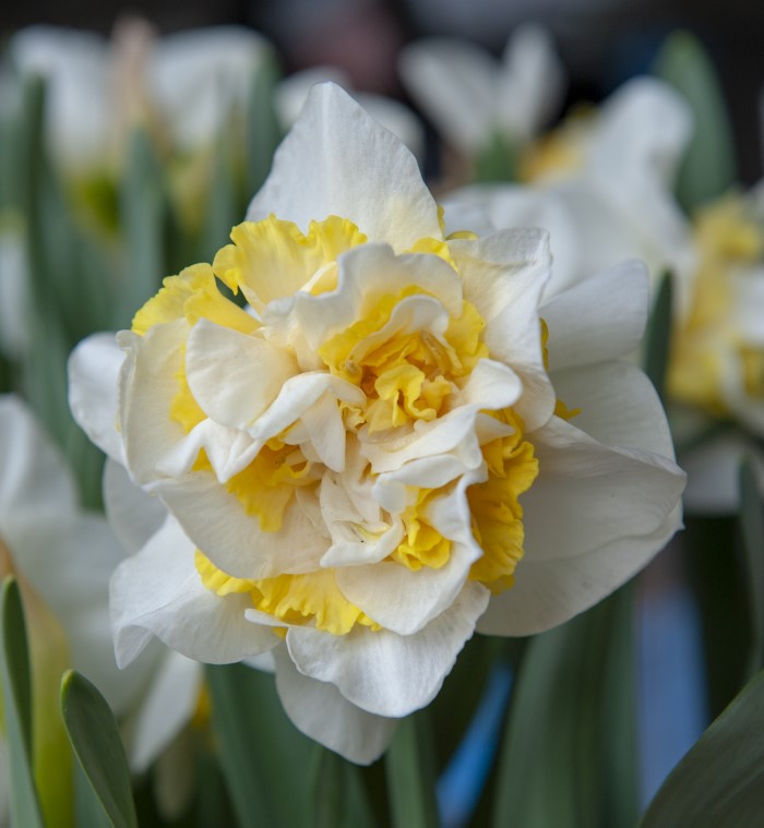 Ruffled Daffodil blooming