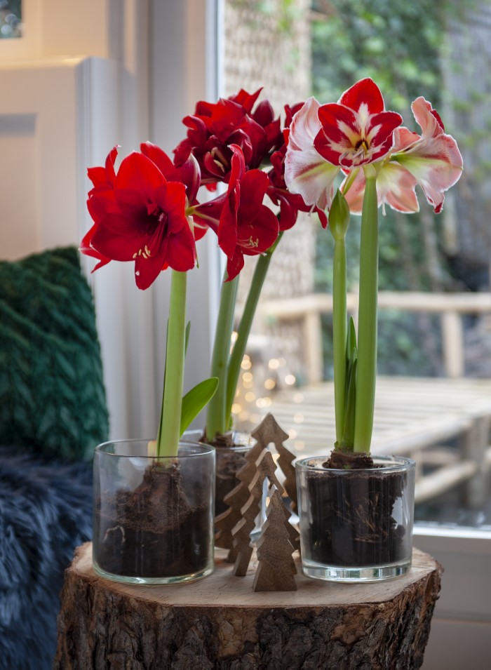 Strong stemmed Amaryllis used as indoor Christmas Blooms