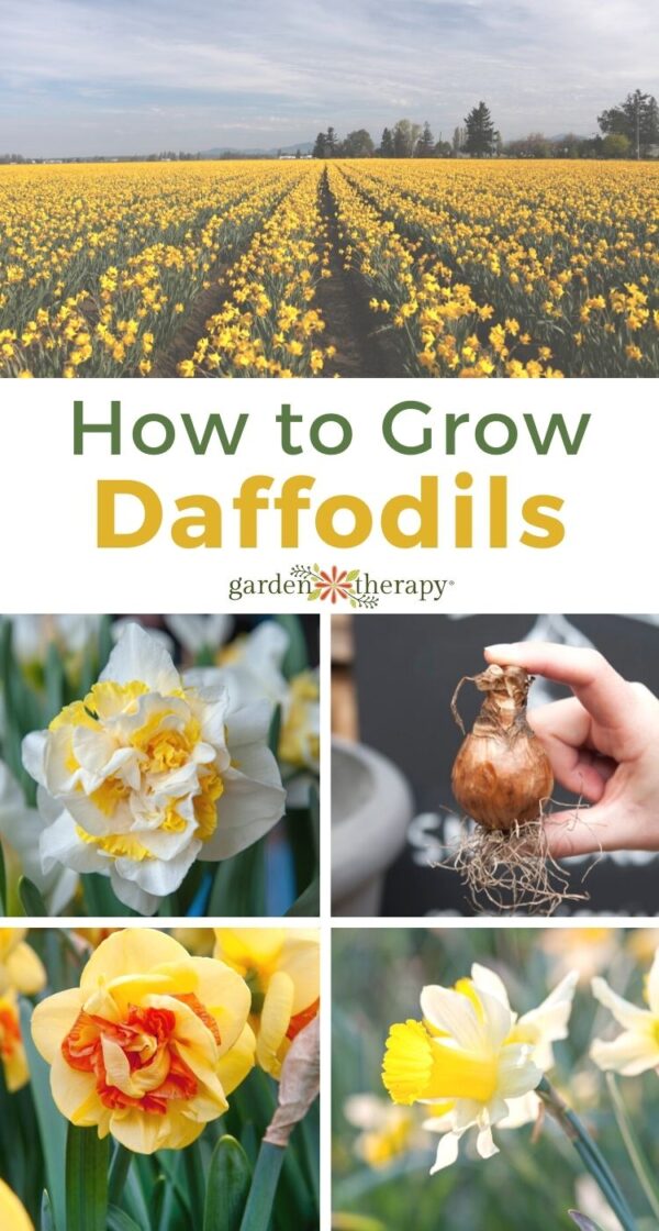 The Definitive Guide to Daffodils Garden Therapy