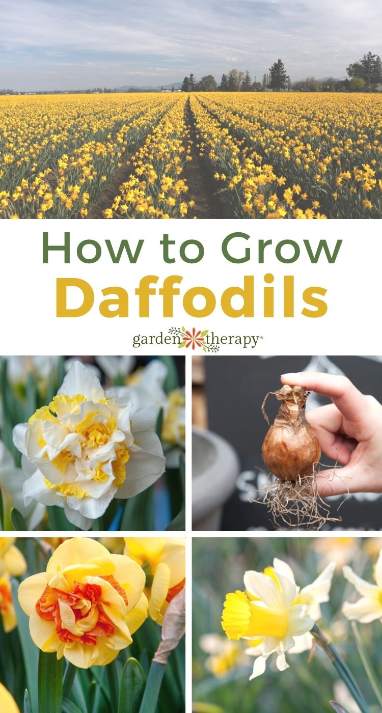 The definitive guide to daffodils and daffodil care