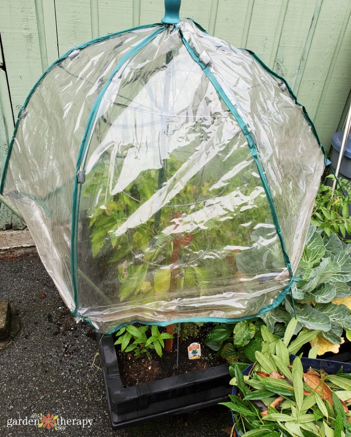 Umbrella Greenhouse over peppers