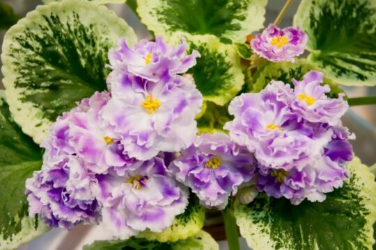 close up shot of purple and white african violets with yellow centers