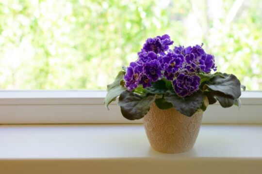 Beautiful blooming African violet flower on white windowsill.