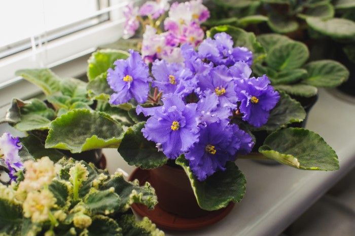 Propagated houseplants by a windowsill