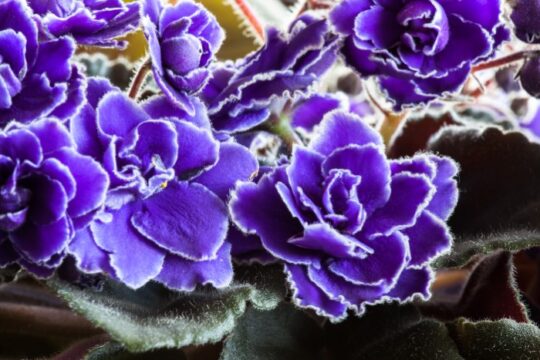 Small delicate purple with white fringe flowers of an African Violet houseplant.