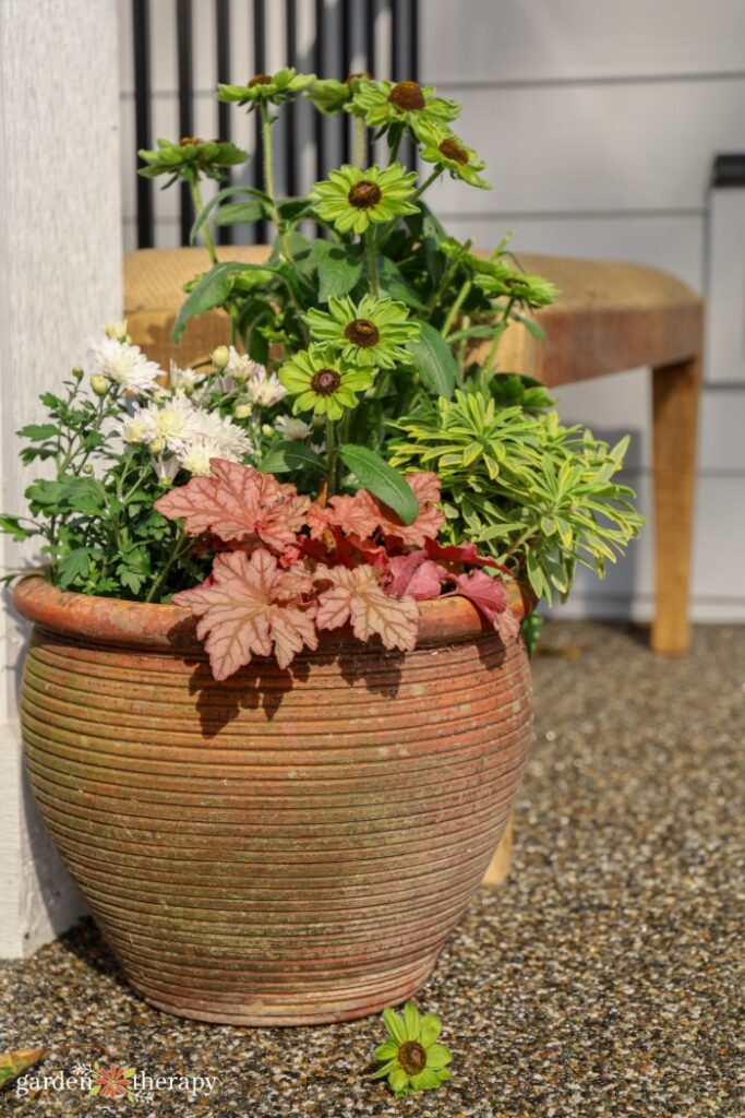 fall flowers in pots