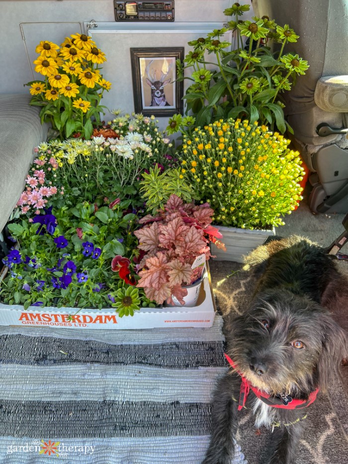 potted plants for fall in back of car with dog