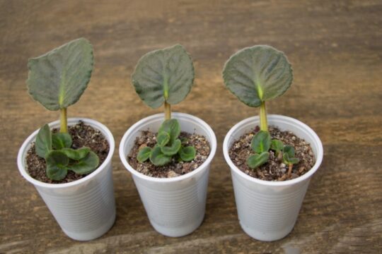 African violet leaf propagation 