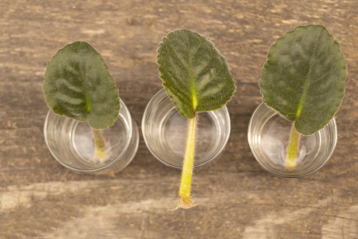 propagating houseplants in glasses of water