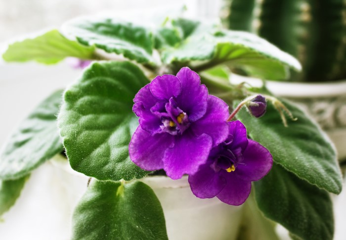 African Violet Flower