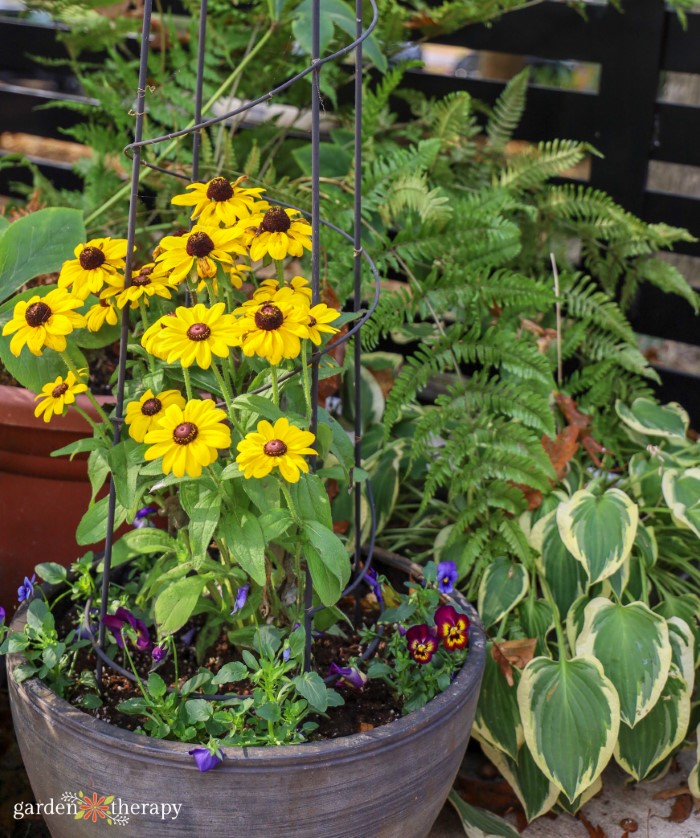 rudbeckia in a container with pansies