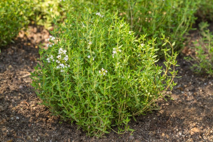 Blooming Common Thyme herb (Thymus vulgaris)
