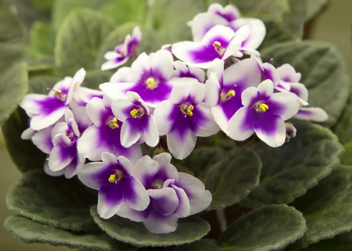 African Violet Care: Proper Care and Propagation Tips - Garden Therapy