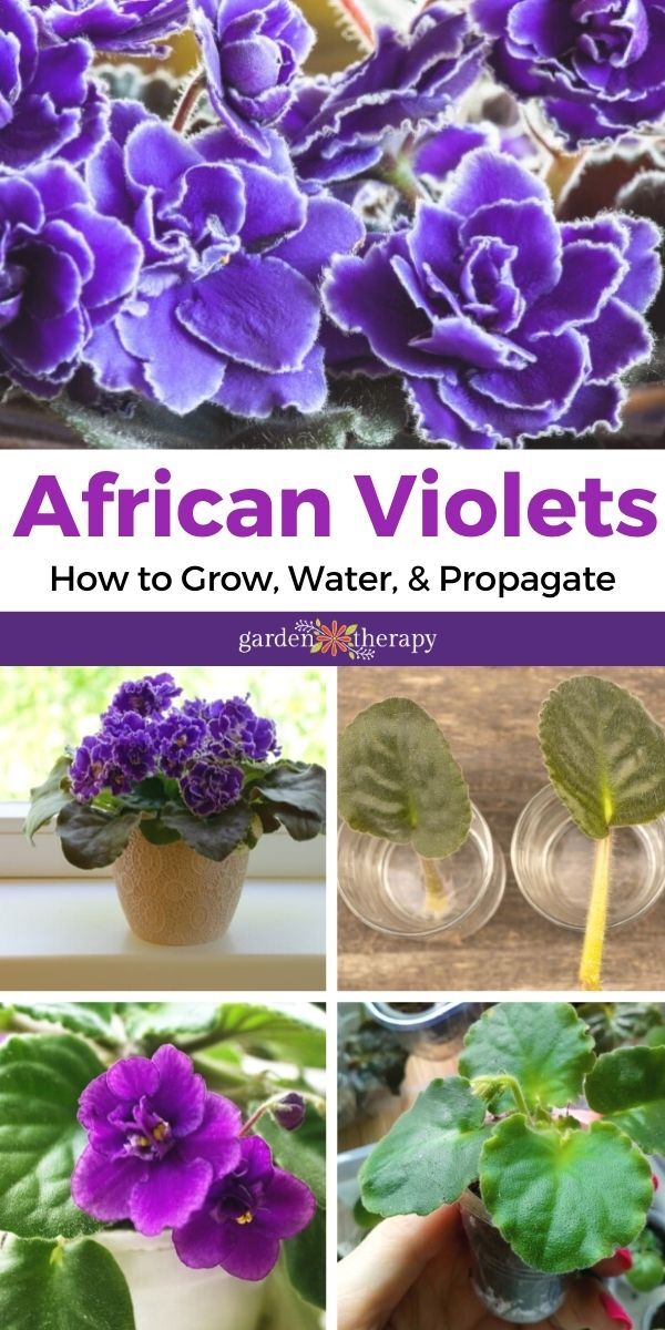 How to propagate and care for african violets