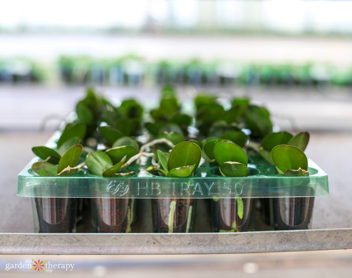 baby orchids growing in black cups